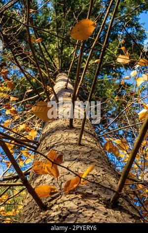 Brown tree trunk and black shadows of branches on it Stock Photo