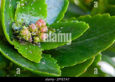 Different pests on the buds of a succulent plant. Stock Photo
