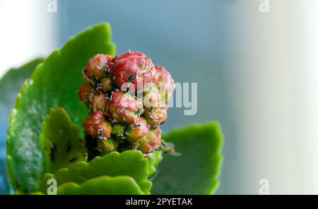 Different pests on the buds of a succulent plant. Stock Photo