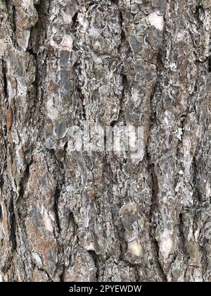 pine, cracked bark of an old tree Stock Photo