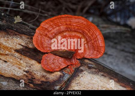 close shot of the cinnabar polypore fungus Stock Photo