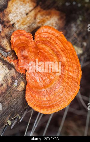 close shot of the cinnabar polypore fungus Stock Photo