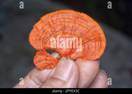 close shot of the cinnabar polypore fungus Stock Photo