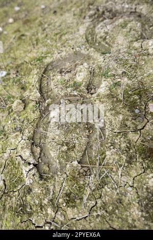 Horseshoe footprints in the mud Stock Photo