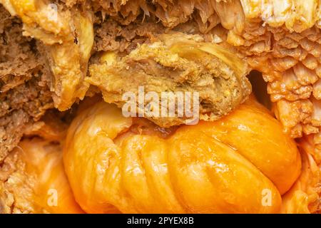 rotten flesh of the Artocarpus integer inner fruit. Stock Photo