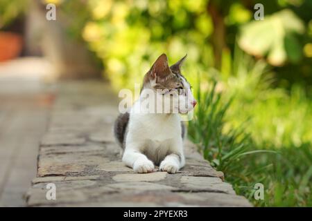 Small stray cat laying on brick pavement curb, park behind her. Stock Photo