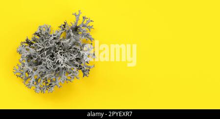 Detail of lichen (Cladonia rangiferina) structure on yellow board. Abstract organic background, space for text on right side. Stock Photo