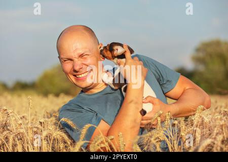 Young man in wheat field, afternoon light, holding Jack Russell terrier puppy on hands, moving head away, making a grimace, because dog is licking and chewing his ear. Stock Photo
