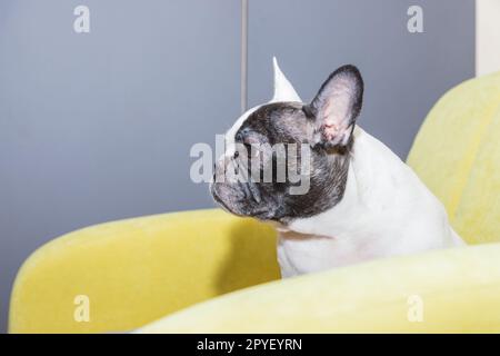 Adorable French bulldog lying down on the armchair Stock Photo