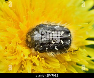 Epicometis hirta, the apple blossom beetle on a dandelion flower Stock Photo