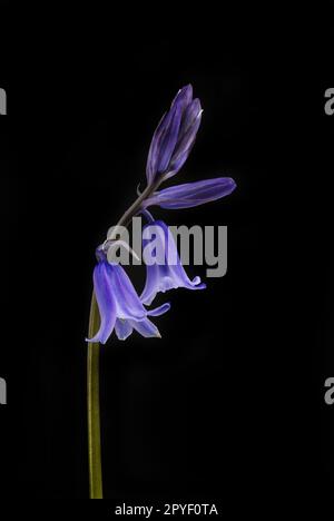 Bluebell, hyacinthoides non-scripta,  flowers and buds isolated against black Stock Photo