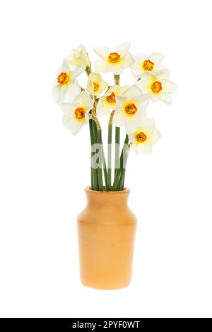 Pheasant's eye daffodils, narcissus poeticus, arranged in a vase isolated against white Stock Photo