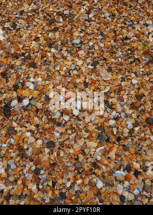 Shells from gastropods of bivalve molluscs living in the Azov and Black seas. Beige, brown, black, white seashells on the shore. The village of Golubitskaya. Broken small seashells Stock Photo