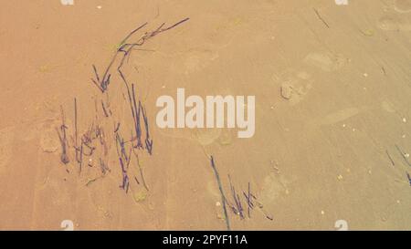 Sand, kelp and seashells background. Human footprints. Beach after heavy rain. Natural brown material after the storm. Long algae are thrown by water from the sea or ocean onto the shore. Laminaria Stock Photo