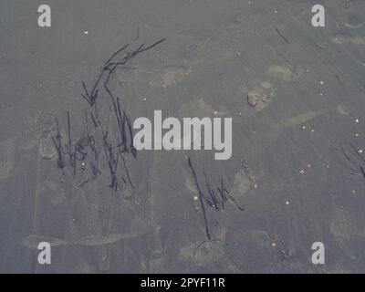 Sand, kelp and seashells background. Human footprints. Beach after heavy rain. Natural brown material after the storm. Long algae are thrown by water from the sea or ocean onto the shore. Laminaria Stock Photo