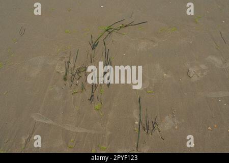 Sand, kelp and seashells background. Human footprints. Beach after heavy rain. Natural brown material after the storm. Long algae are thrown by water from the sea or ocean onto the shore. Laminaria Stock Photo