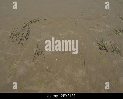 Sand, kelp and seashells background. Human footprints. Beach after heavy rain. Natural brown material after the storm. Long algae are thrown by water from the sea or ocean onto the shore. Laminaria Stock Photo