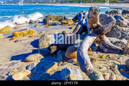 Beautiful pacific beach with washed up tree trunk wood Mexico. Stock Photo