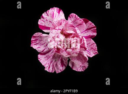 Single pink and purple carnation flower isolated against black Stock Photo