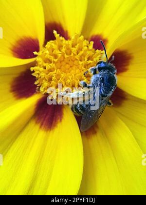 A bee collects pollen on a yellow flower Stock Photo