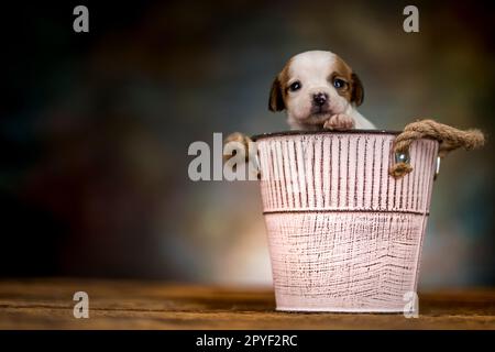 A small dog in a metal bucket Stock Photo