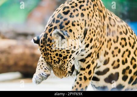 Chinese leopard or North China leopard in a zoo Stock Photo