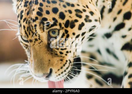 Chinese leopard or North China leopard in a zoo Stock Photo