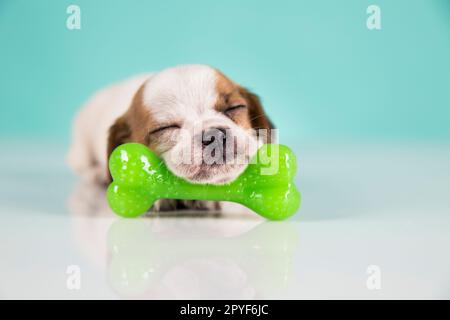 A little dog sleeps with a rubber bone Stock Photo