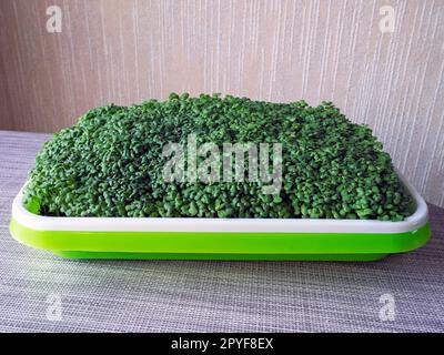 Red mustard microgreeens growing in a plastic tray Stock Photo