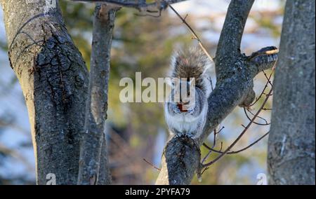 An Eastern gray squirrel (Sciurus carolinensis) perching on a limb of a maple tree eating some fruit Stock Photo