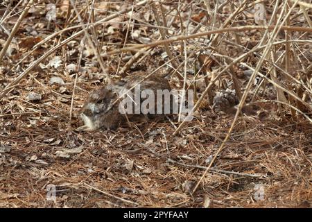 An Eastern cottontail rabbit (Sylvilagus floridanus) with mottled brown and white fur camouflaged in a dense thicket in winter in New England Stock Photo