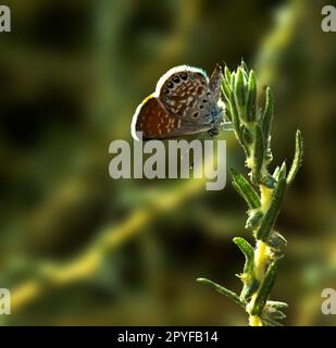Western pygmy blue (Brephidium exilis)is one of the smallest butterflies in the world Stock Photo