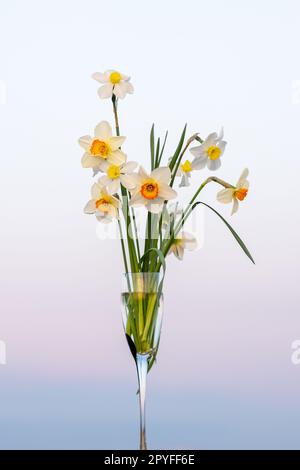 a bouquet of white daffodils in a wine glass in front of evening sky Stock Photo