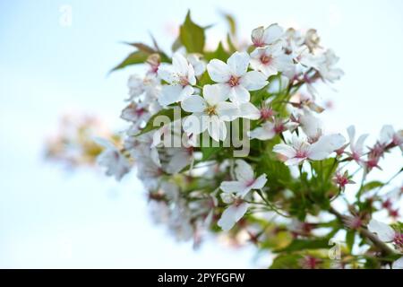 Mirabella blooming in springtime. Blooming Mirabelle plum (Prunus domestica L.) in spring. Stock Photo