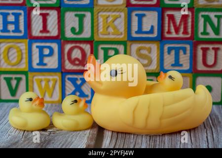 Rubber duck toy in front of letter wood block Stock Photo