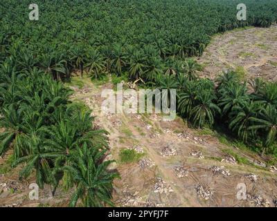 Aerial view land clearing of oil palm estate Stock Photo