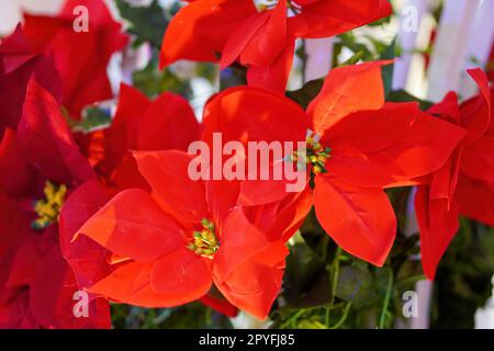 Colorful christmas red artificial flower with blue background. Stock Photo