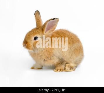 Brown cute bunny rabbit on white background. Stock Photo