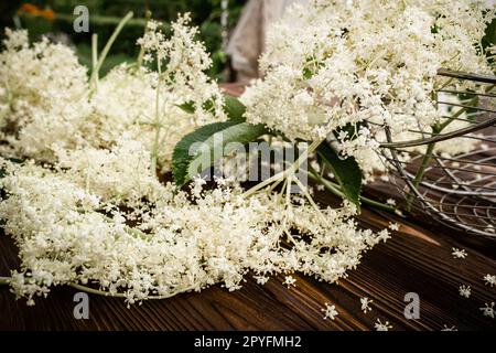 Close-up of elderberry flowers on a wooden village table freshly harvested for herbal medicine or herbal aromatic tea used in alternative medicine Stock Photo