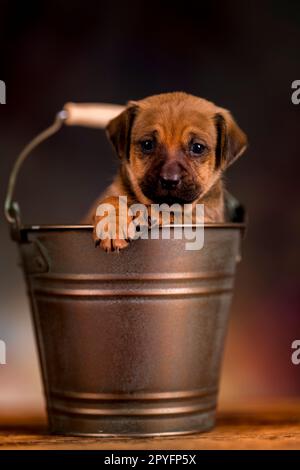 A small dog in a metal bucket Stock Photo