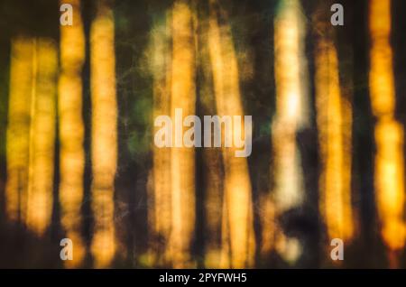 Natural abstract bokeh background in spring scenery. Blurred of tree trunks in the forest. Stock Photo