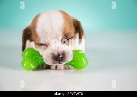 A little dog sleeps with a rubber bone Stock Photo