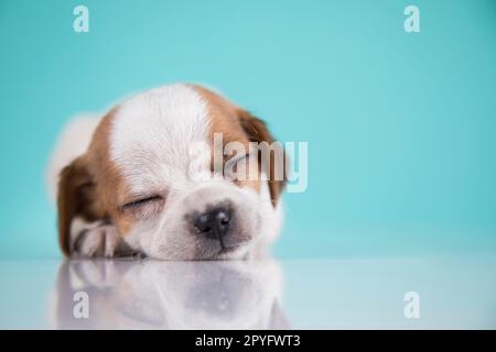 Small happy dog are sleeping Stock Photo