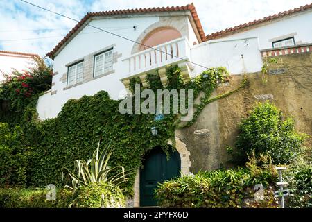 View of apartment building with overgrown ivy plant over wall on a sunny day Stock Photo