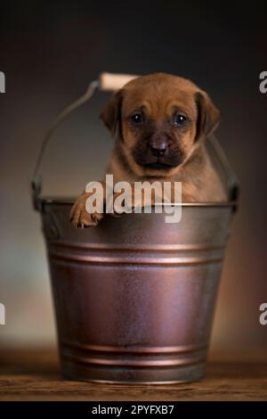 A small dog in a metal bucket Stock Photo