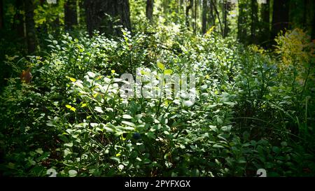 Blueberry, or Blueberry myrtle Vaccinium myrtillus, a low-growing shrub, a species of the genus Vaccinium of the family Heatheraceae. Forest wild blue purple berries and green leaves. Picking berries. Stock Photo