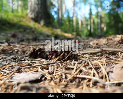 Pine or spruce cones lie on old dried up foliage and on pine needles. close-up. Forest path in a coniferous forest. Green trees in the background. The theme of ecology and forest conservation Stock Photo