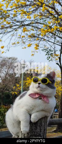 Pet owner takes cat to park for sight in springwith nice chrysanthemum Suzuki background Stock Photo
