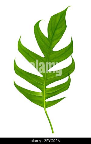 tropical jungle monstera leaves isolated on a white background Stock Photo