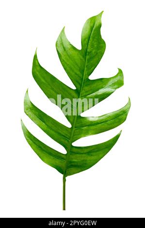 tropical jungle monstera leaves isolated on a white background Stock Photo